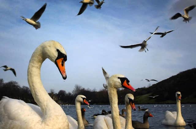 Hayley hopes the swans at Holyrood Park have not been scared away (Picture: David Cheskin)