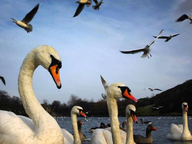 Hayley hopes the swans at Holyrood Park have not been scared away (Picture: David Cheskin)