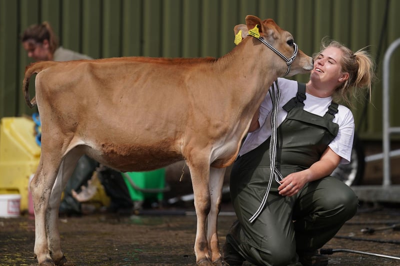 Katherine Jenkinson from Carlisle with her Jersey calf in the wash bay at the Royal Highland Centre in Ingliston, Edinburgh, ahead of the Royal Highland Show.
