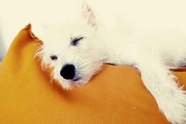 Aiste Klisyte paid £2,500 to buy her dream West Highland Terrier puppy, Tara, who became unwell with bloody diarrhoea.