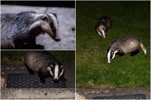 Joyce's husband Pablo, a keen amateur photographer has captured spectacular pictures of the badger's visits
