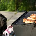 A few simple tips can make sure both you and your four-legged friend enjoy alfresco eating dining the summer.