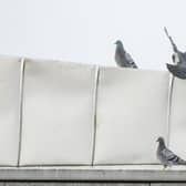 Pigeons have plagued the parliament since the start, but now contractors claim new measures have led to a 'permanent' reduction in numbers; Picture: Ian Georgeson