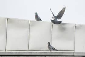 Pigeons have plagued the parliament since the start, but now contractors claim new measures have led to a 'permanent' reduction in numbers; Picture: Ian Georgeson