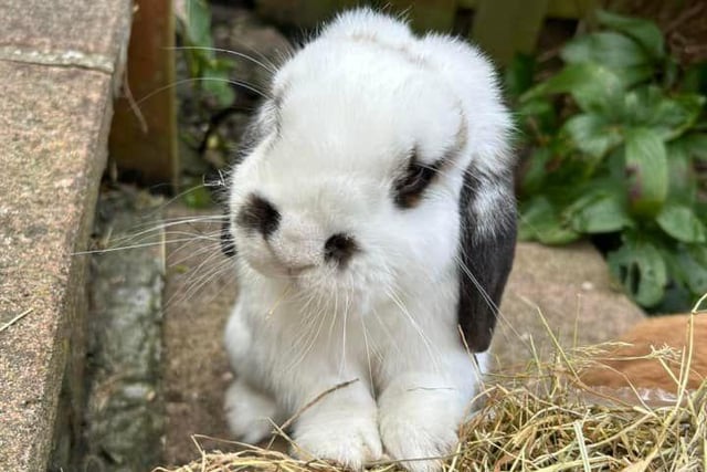Donna Sword said: "Two year old Jambo our wee Mini Lop."