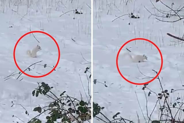 Eagle-eyed Steven Groat, a Covid-19 testing unit worker, spotted the bright white squirrel last weekend, despite the fact that it was set against a background of fresh snow.