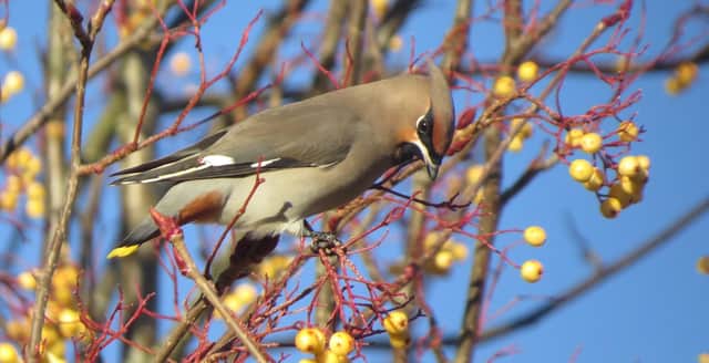 A waxwing in Scotland.