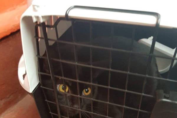 The cat was left in a carrier. Picture: SSPCA