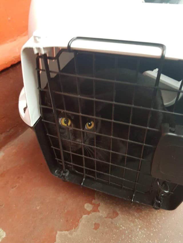 The cat was left in a carrier. Picture: SSPCA