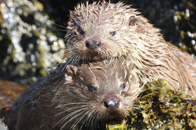 A local teenager fighting plans for a development on a river bank site that would destroy the homes of otters and other wildlife has collected more than 1,100 signatures of support.