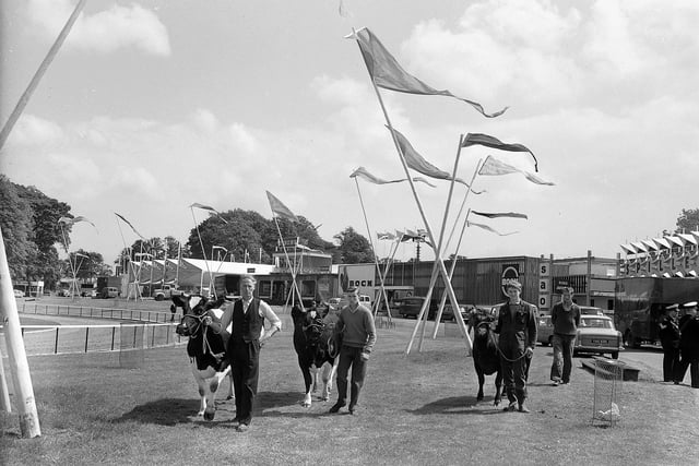 A trio of bulls being displayed at the Royal Highland Show in 1960.