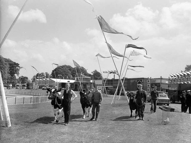 A trio of bulls being displayed at the Royal Highland Show in 1960.