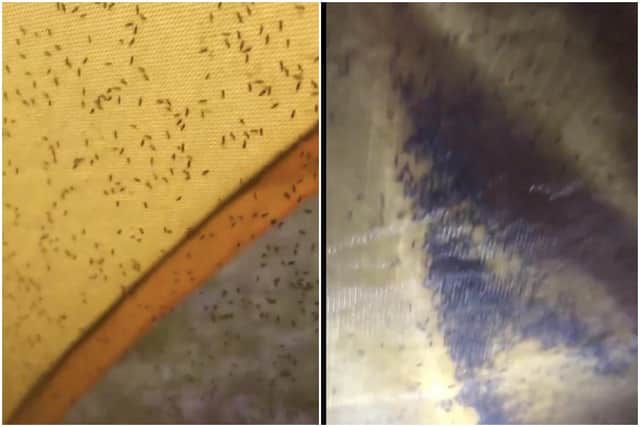 Midges swarming inside Alan Mackie's tent during his trip to the Highlands
