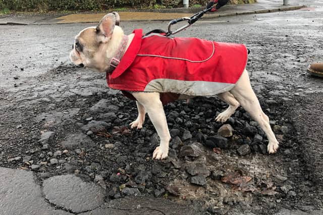 The Parkgrove pooch showing the extent of pothole damage
