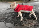 The Parkgrove pooch showing the extent of pothole damage