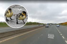 A flock of ducklings were rescued from the M80 on Friday morning.