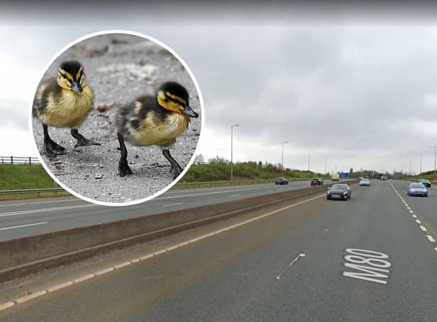 A flock of ducklings were rescued from the M80 on Friday morning.
