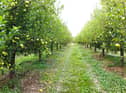 Orchard Pic: Adobe