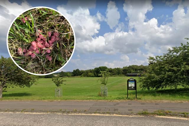 A dog ingested pink pellets, which are believed to be rat poison, in Dovecot Park, Edinburgh.