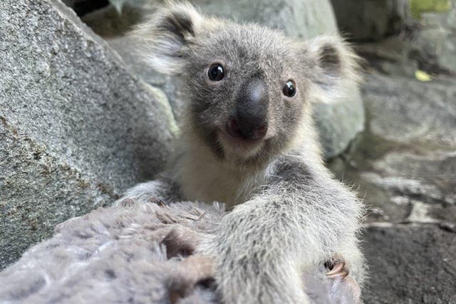 Two koala joeys recently emerged from their mothers pouches, after being born late last year at Edinburgh Zoo. When first born, baby koalas are no bigger than a jellybean.