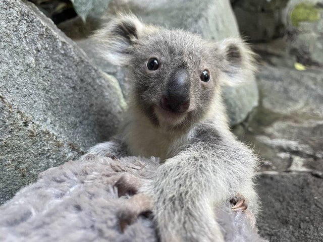 Two koala joeys recently emerged from their mothers pouches, after being born late last year at Edinburgh Zoo. When first born, baby koalas are no bigger than a jellybean.