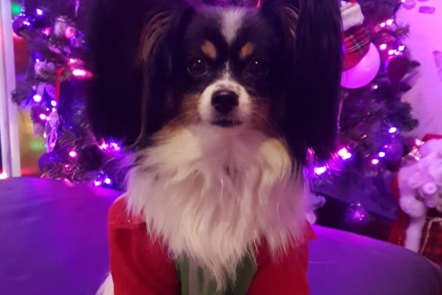 Cooper is wearing a Santa beard and jacket for Christmas. Shared by Wendy Reid.