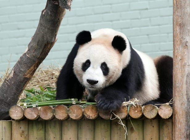 Free zoo sex in Xian