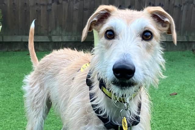 Edinburgh rescue dog Noah has a lot of love to give