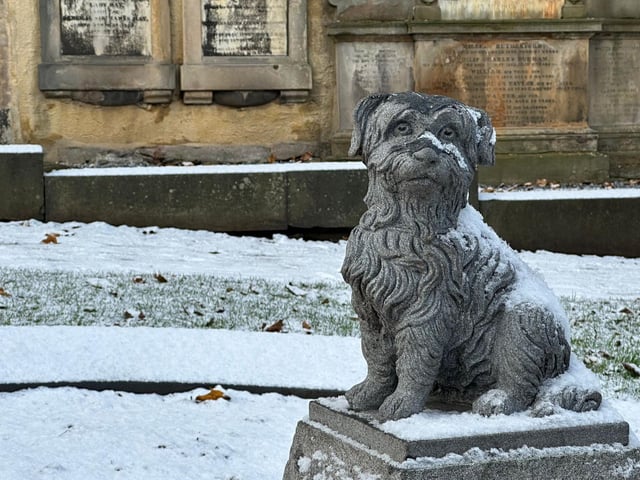 The terrier was looking a little chilly after the snowfall.