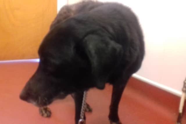 The dog's owner failed to seek vet treatment for five years. Pic: SSPCA