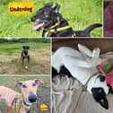 From lovable Lurchers, curious Collies, adorable Dobermanns to sweet Staffies - there are many pups staying at the Dogs Trust in West Calder and Glasgow patiently waiting to find their forever home