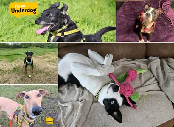 From lovable Lurchers, curious Collies, adorable Dobermanns to sweet Staffies - there are many pups staying at the Dogs Trust in West Calder and Glasgow patiently waiting to find their forever home