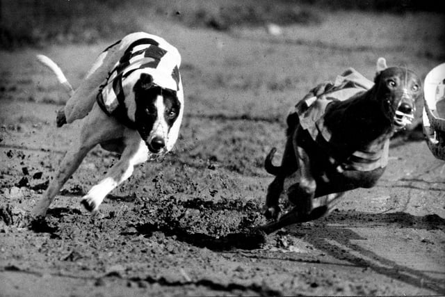 Powderhall hosted regular greyhound racing from 1927 until the venue was closed in 1995. This photo was taken in September, 1989, at the Edinburgh stadium.