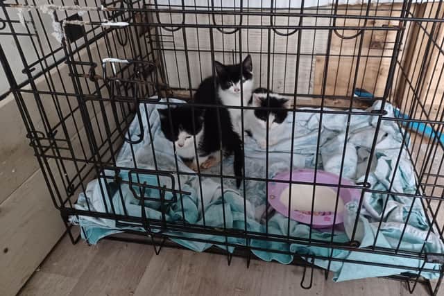The three 10-week-old kittens were found left in a cage.