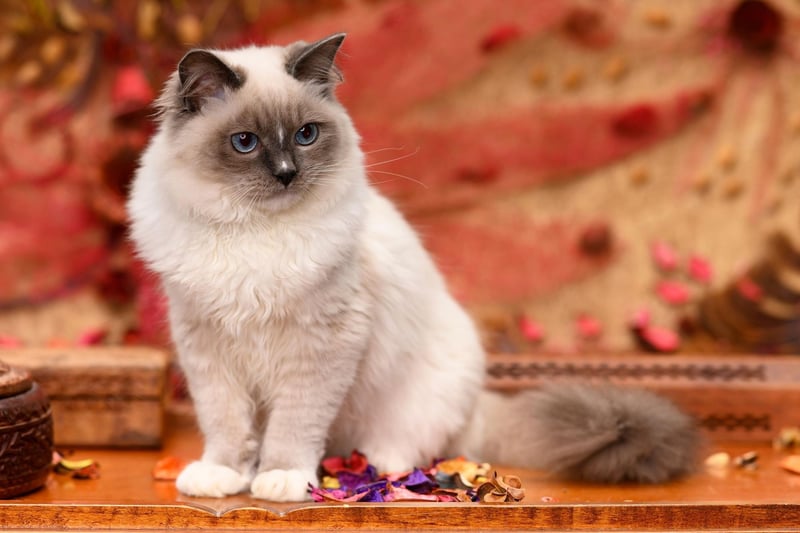 The Ragdoll has been the UK's second most popular cat since March 2020. Originally bred in America, this breed has striking blue eyes and a silky-soft coat.