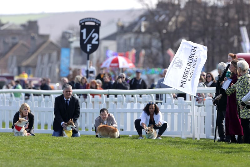 Judy Murray starts the Corgi Derby at Musselburgh Racecourse.