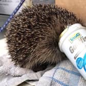 This poor hedgehog had a lucky escape, thanks to Scottish SPCA officers, after becoming trapped in a discarded fish food can