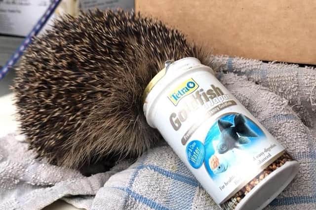 This poor hedgehog had a lucky escape, thanks to Scottish SPCA officers, after becoming trapped in a discarded fish food can