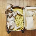 Packing your pup for a holiday? Here are a few tips to make it as stress-free as possible.