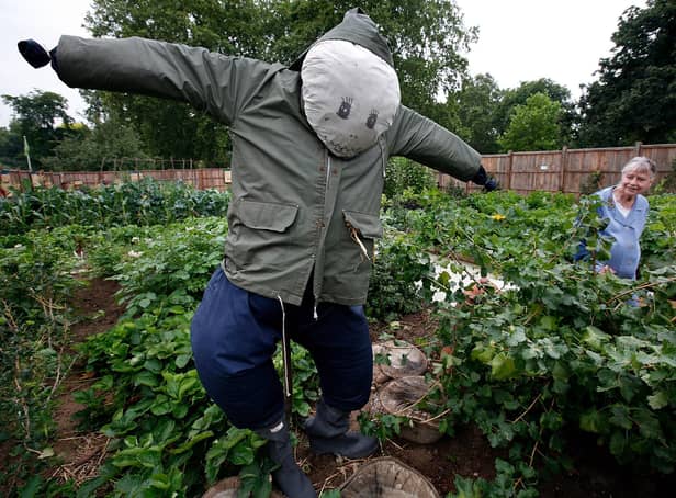 Allotments provide cheap and healthy food with a lower carbon footprint (Picture: Cate Gillon/Getty Images)