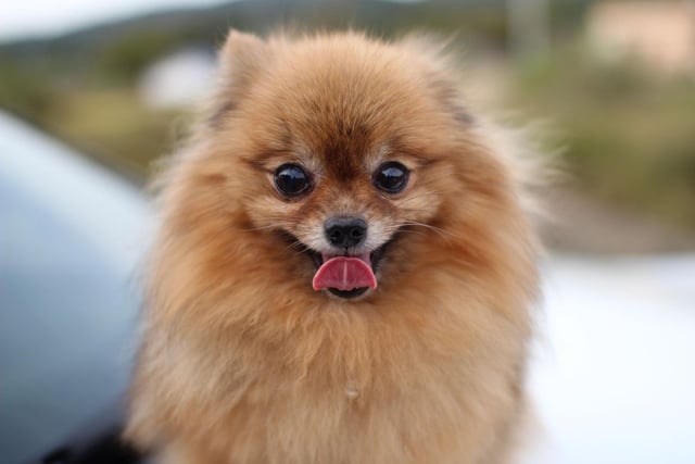 Pomeranians are the smallest of the spitz type of toy dog, and are known for being Queen Victoria's pets. These little balls of fluff are vulnerable to thieves though, with 50 being dognapped in recent years