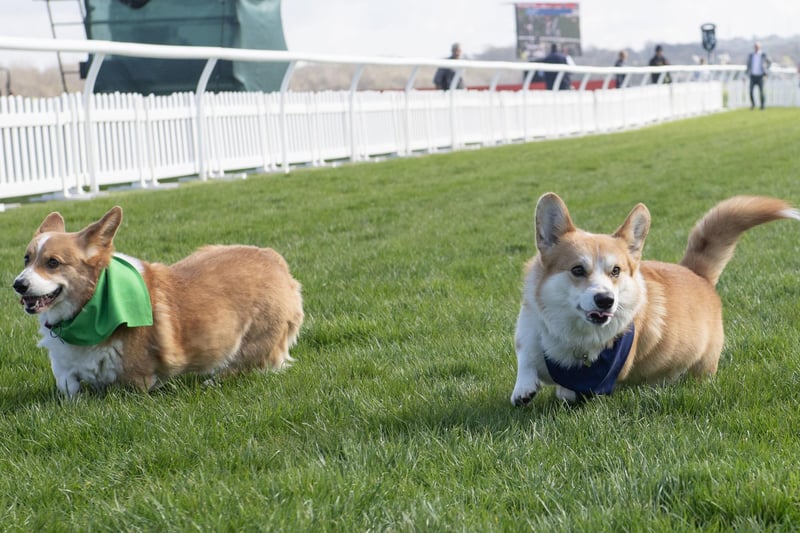 Participants take part in the Corgi Derby at Musselburgh Racecourse as part of its Easter Saturday race day celebration.