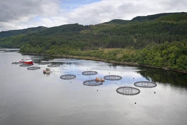 The trade body says the report comes amid calls for an overhaul of the 'cluttered' regulatory and planning system for salmon farming. Picture: Robert Paterson.