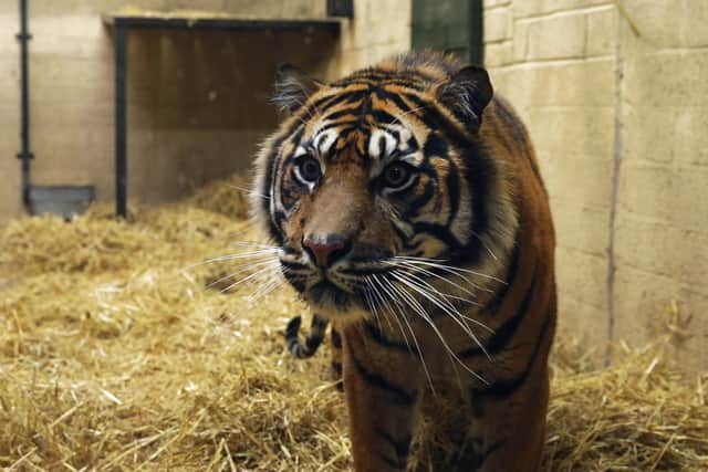 Lucu the tiger arrived at the zoo yesterday. Credit: RZSS