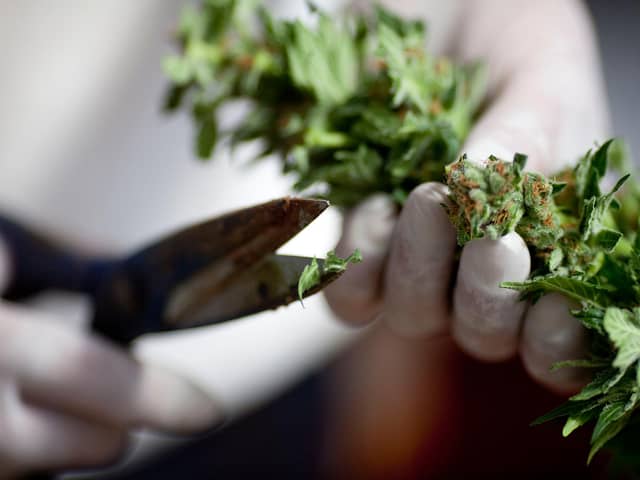 The medicinal properties of cannabis are increasingly being recognised (Picture: Uriel Sinai/Getty Images)