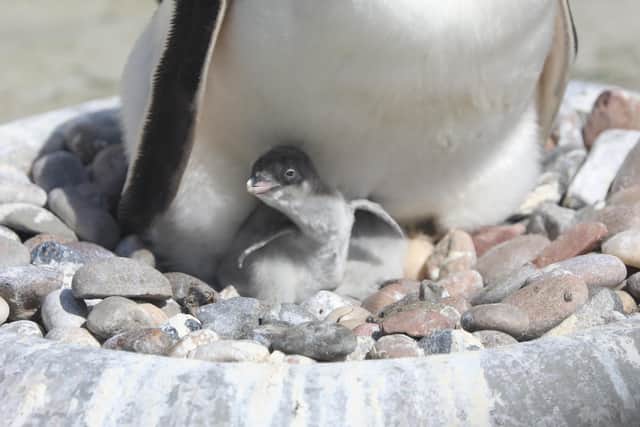 According to zookeepers,  the first month is critical for the chick’s development and, as always, the dedicated team at RZSS will be keeping a close eye on the new arrivals as they continue to grow.  Photo: RZSS