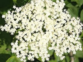Elder flowers make a nice addition to any garden (Picture: Anne Burgess via Wikimedia)