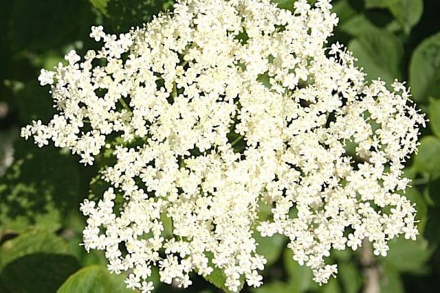 Elder flowers make a nice addition to any garden (Picture: Anne Burgess via Wikimedia)