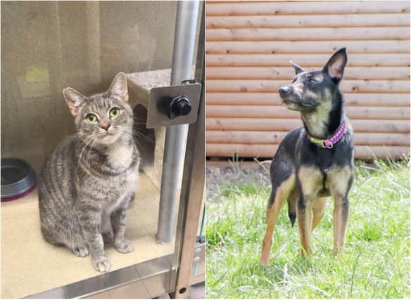 The home’s appeal aims to raise awareness of the journeys some of these animals go through, in particular a young Tabby cat called Rosie and Terrier Cross named Bella.