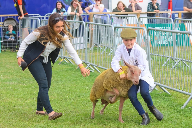 A wayward sheep is brought under control during the young handlers competition at the Royal Highland Show.